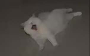 你听过聋耳小猫的叫声吗？来听（纯分享版）