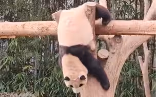 大熊猫福宝 让大家见识一下功夫熊猫 221105