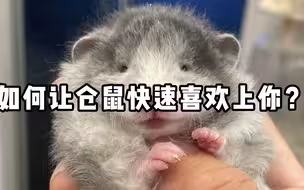 如何让仓鼠快速喜欢上你？