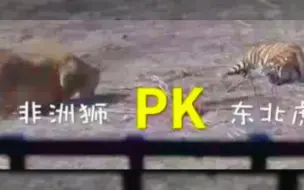 东北虎估计被母狮打怕了见到母狮吓成这样