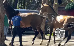 母马孕前检查