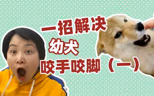 一招解决幼犬咬手咬脚（一）
