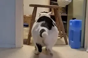 huh猫演讲合集