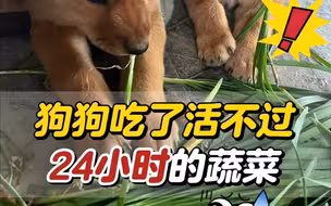 狗狗吃了活不过24小时的蔬菜