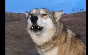 狼的吼叫声