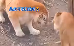 雄性金虎被母狮吓成病猫
