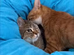 猫咪压着另一只猫咪连亲带闻，被亲猫咪全程不敢吱声。网友：性格迥异的两只猫咪！