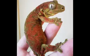 红斑魔物守宫产蛋