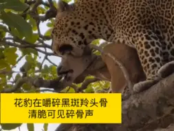 花豹在嚼碎黑斑羚头骨，清脆可见的碎骨声