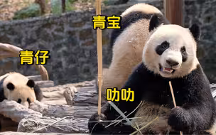 2024.03.15 新加坡粉丝来看望叻叻，奶爸解释为什么要把叻叻与青仔青宝合班！