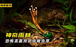 恐怖真菌用昆虫做冬虫夏草，猪笼草是自然界纯天然马桶，神奇的雨林