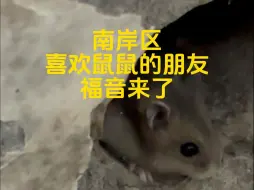 南岸区，喜欢鼠鼠的总裁，福音来了