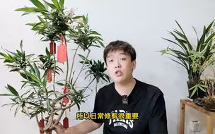 百合竹的养护方法