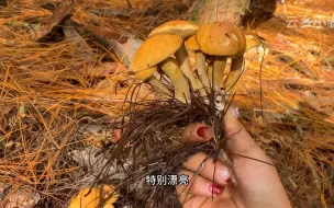 12月还能捡到野生菌，上山一会就捡了很多，回家洗洗放冰箱囤起来也不错！