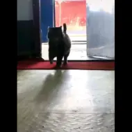 自信的步伐