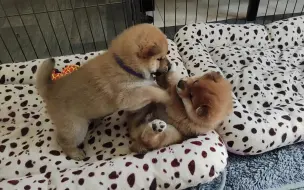 一边打闹一边玩耍~