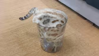 这是什么品种的珍珠奶茶