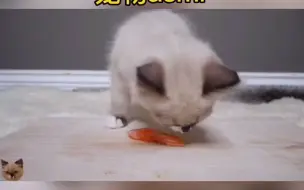 【宠物吃播】小布偶吃三文鱼