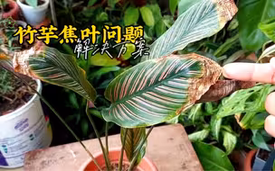 竹芋系植物，为什么会出现焦叶情况？怎么预防和处理？