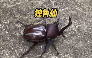 独角仙出三有名录了，可以养咯！