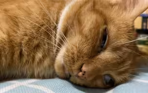 白天熬猫太过成功，成功把猫熬废了