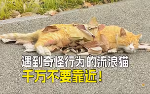 🐱路上遇到流浪猫，这些信号要警惕⚠️