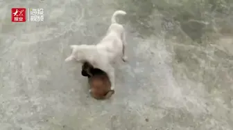 流浪狗妈妈跳进洪水勇救狗宝宝后续：已被好心人收留 将住进大别墅