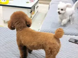泰迪：烦人 你指定有点毛病
