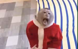 摇滚猴子