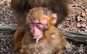 猴宝被大公猴咬的很严重，一只眼睛保不住了