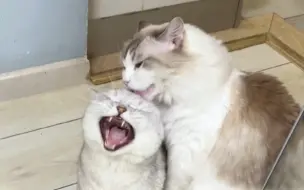 有哥哥的小猫咪有多幸福？