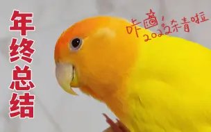 我承认，这一年我确实对我家鹦鹉干了一些之前不敢干的事！