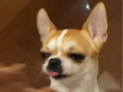小狗不可以吃 但能看看