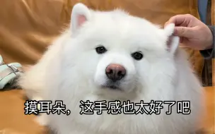 当你养一只会装可爱的修狗：它也太会了吧