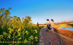昆明滇池边唯一可以看油菜花的地方，刚改造的湿地公园，安静优美