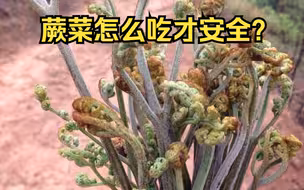 蕨菜带毒还致癌，为啥大家还是坚持要吃？蕨的前世今生