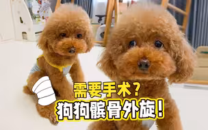 狗狗髌骨脱位一定要做手术吗？泰迪主人听到医生说被吓坏了！