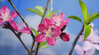 【原创】【延时摄影】每天来看一朵花开/桃花