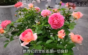 一款凭一己之力取得小花园长久居留权的月季