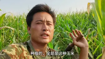 农民种植十几亩玉米，每亩地最多能收两百斤玉米，玉米棒小的可怜