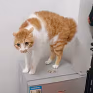 橘猫炸毛，骂骂咧咧