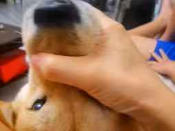 别不信，中华田园犬才是粘人的精