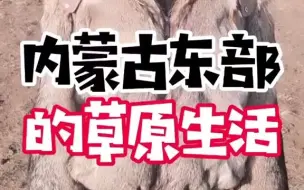 内蒙古真的用羊粪煮手把肉吗