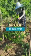 腊梅修剪夏季催花是关键