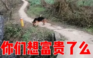 王富贵上学老师发来视频，流浪狗到野外就放飞自我，连老师都头疼