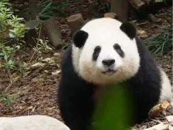 10.29只要大家安安静静，你想要什么福利花局都会发放，比如惊为天人的回眸一笑
