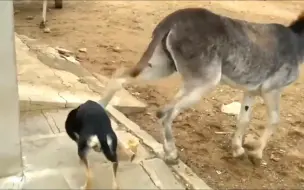 基因本能觉醒，尥蹶子