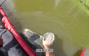 原始沼泽流域的鱼实在太大了，拉上船耗光全身的力气，过足了钓瘾
