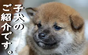 【柴屋犬舍】介绍犬舍里的奶柴（之六）