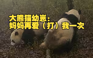 朱广权：这只熊猫恐怕要挨妈打